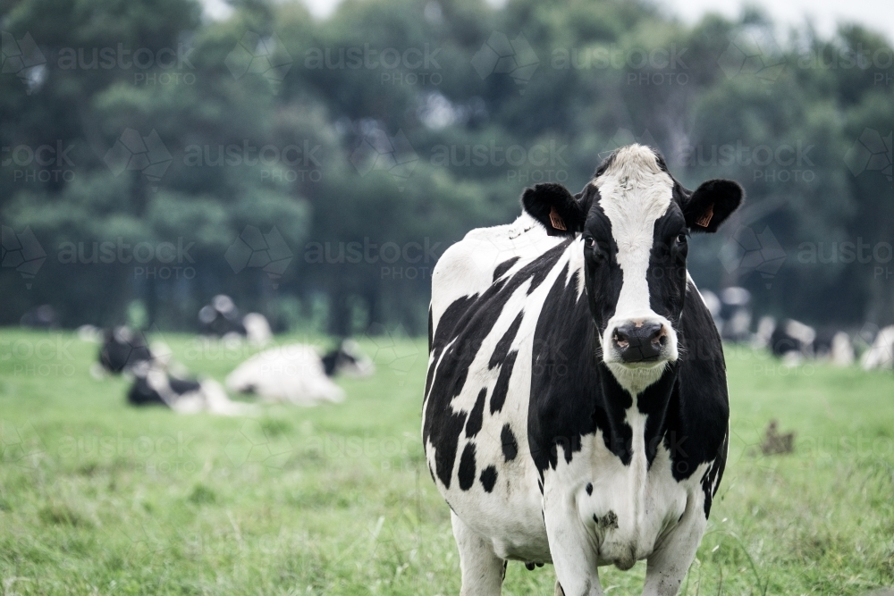 Close up of dairy cow with black and white coat in a paddock - Australian Stock Image