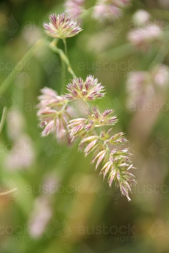 Close up of delicate grass seed head - Australian Stock Image