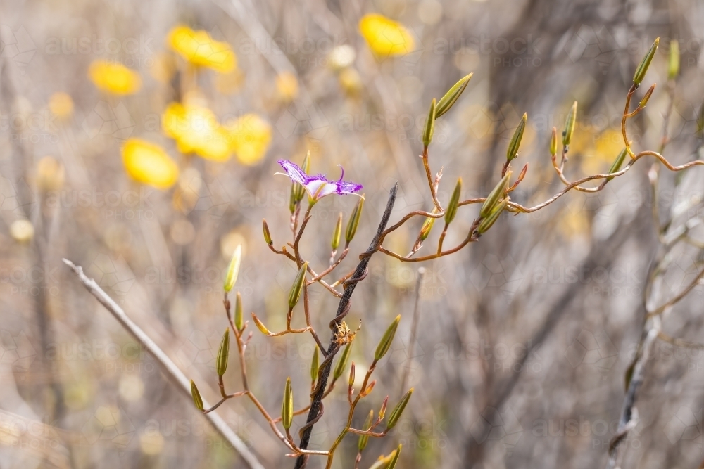 Close up of delicate native flower - Australian Stock Image