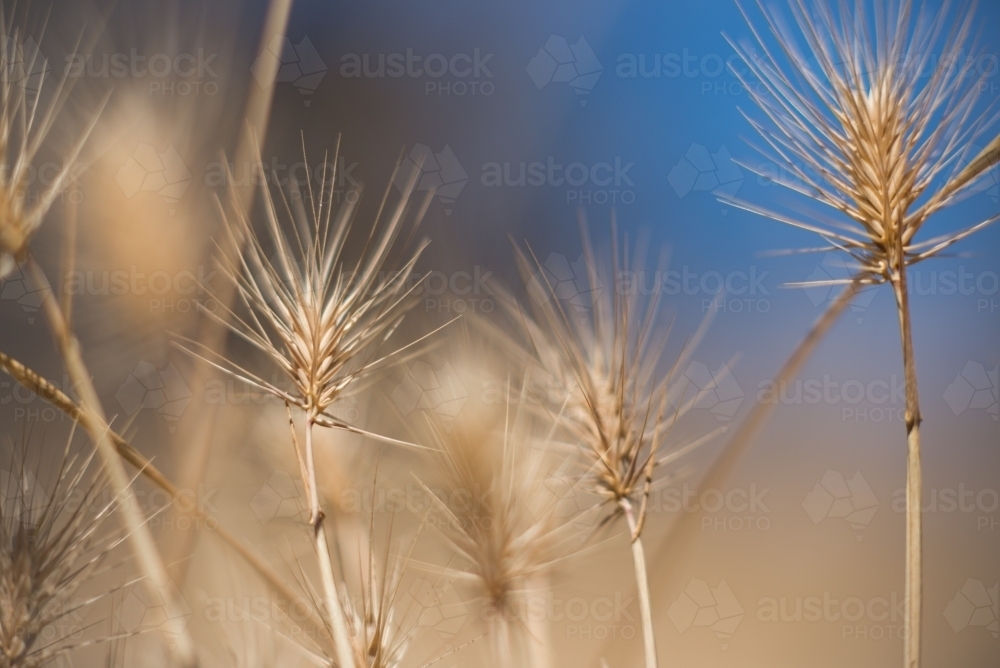 Close up of dry rye grass with blue sky - Australian Stock Image