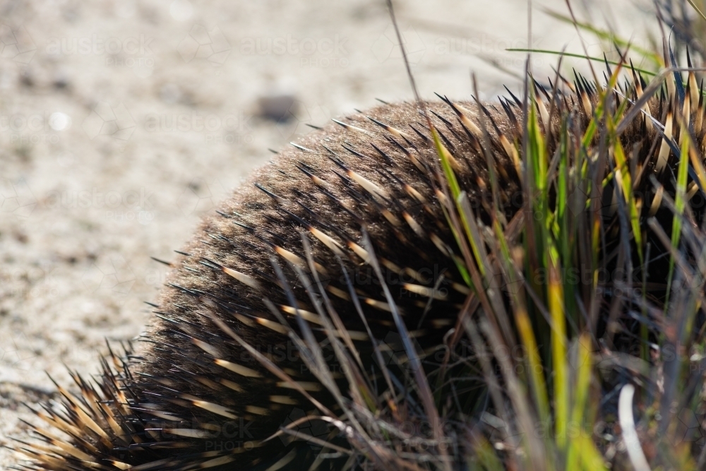 close up of echidna spines amongst the grass - Australian Stock Image