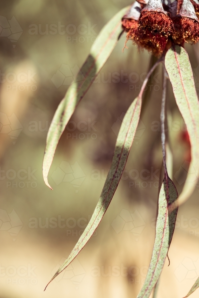 Close-up of eucalyptus gum nuts - Australian Stock Image