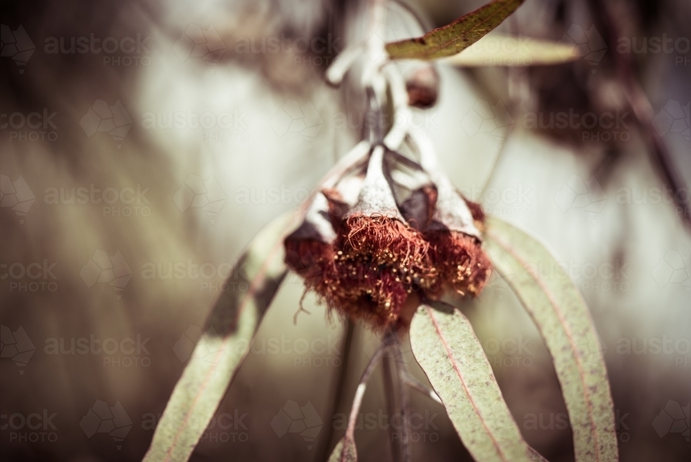 Close-up of eucalyptus gum nuts - Australian Stock Image