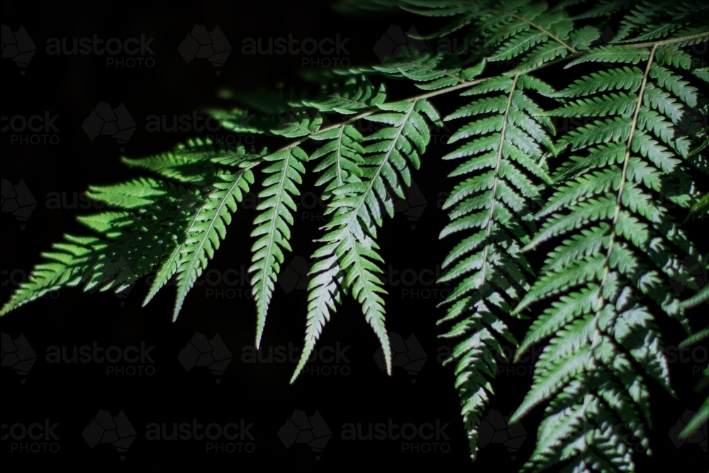 Close up of fern fronds caught in the sunlight - Australian Stock Image