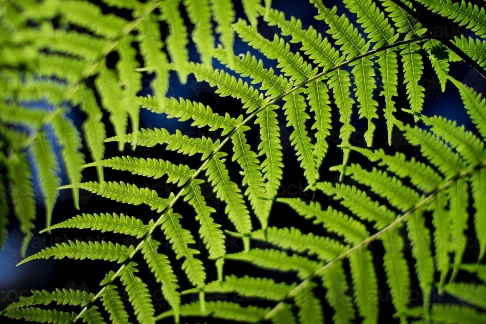 Close up of fern fronds caught in the sunlight - Australian Stock Image