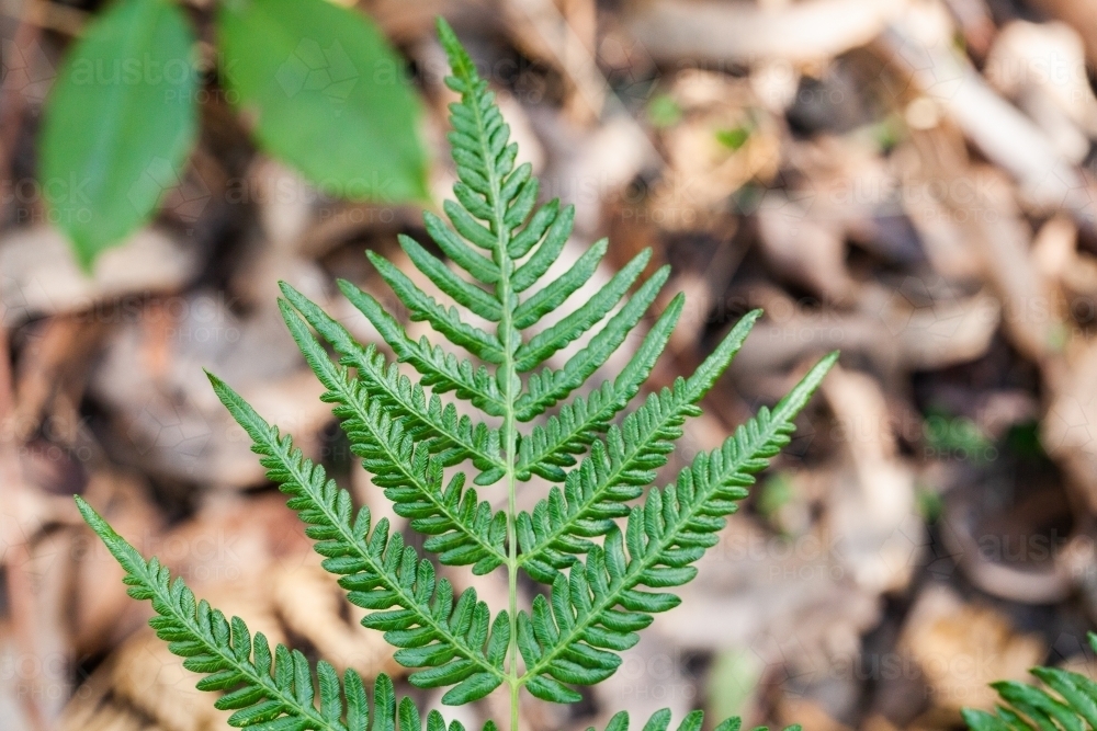 Close up of fern fronds in the forest - Australian Stock Image