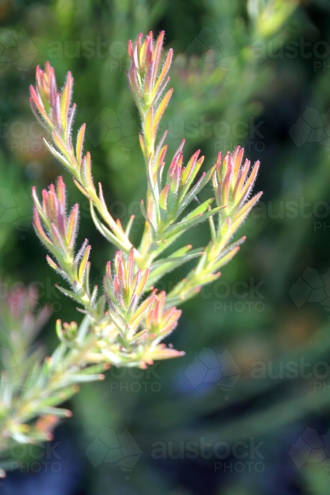 Close up of fine leucadendron leaves - Australian Stock Image