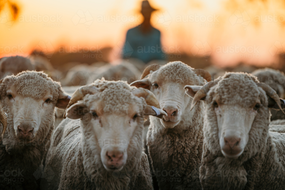 Close-up of flock of sheep on a farm - Australian Stock Image