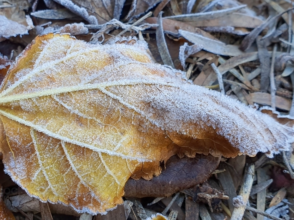 close up of frost on fallen leaves - Australian Stock Image