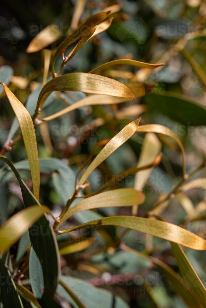 Close up of gold leaves - Australian Stock Image