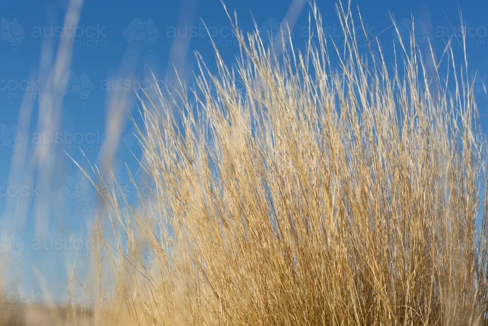 Close-up of golden dry grass with blue sky background - Australian Stock Image