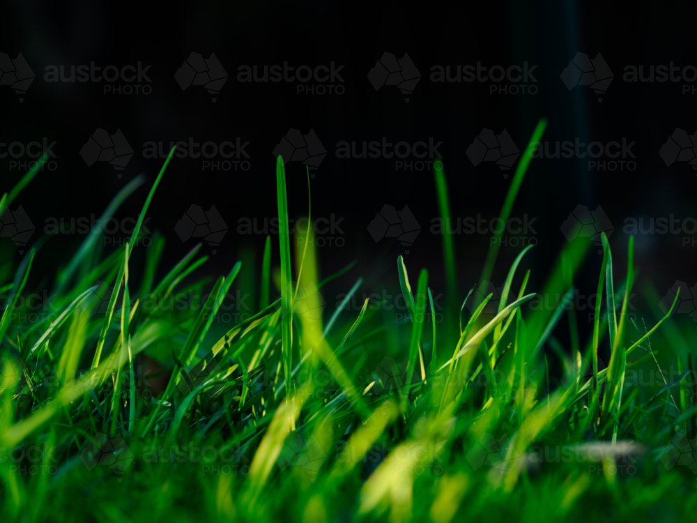 Close-up of green grass blades in the foreground against black - Australian Stock Image