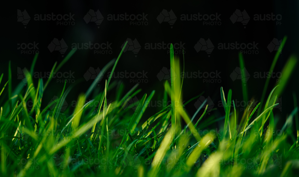 Close-up of green grass blades in the foreground against black - Australian Stock Image