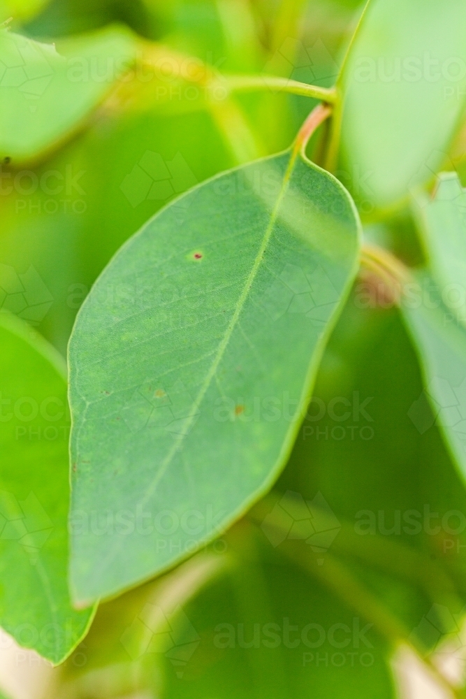 Close up of green leafy gum leaf - Australian Stock Image