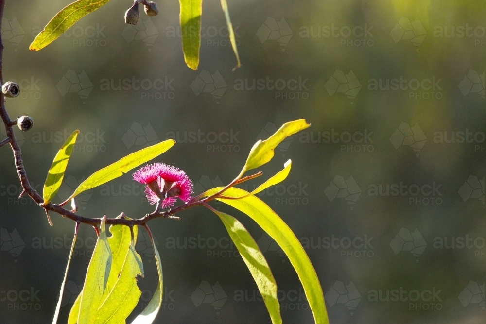 Close up of gum flower and leaves backlit with dark background - Australian Stock Image