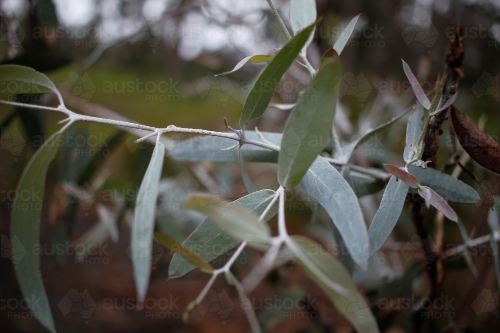 Close-up of gum leaves on an overcast day in mountain area - Australian Stock Image