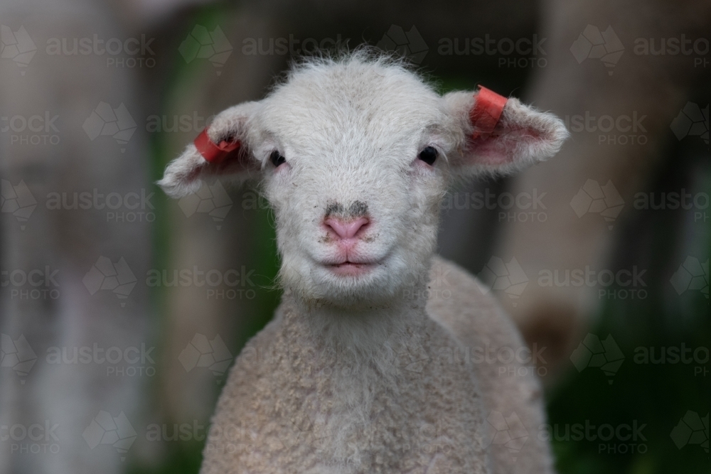 Close up of heart shaped nose lamb. - Australian Stock Image