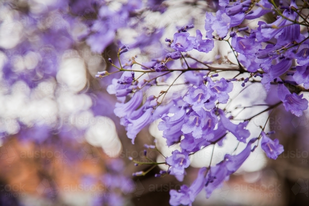 Image of Close up of jacaranda flowers with bokeh background - Austockphoto