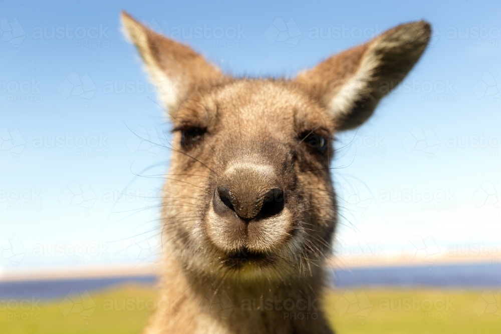 Close-up of kangaroo face by grassy  shore - Australian Stock Image