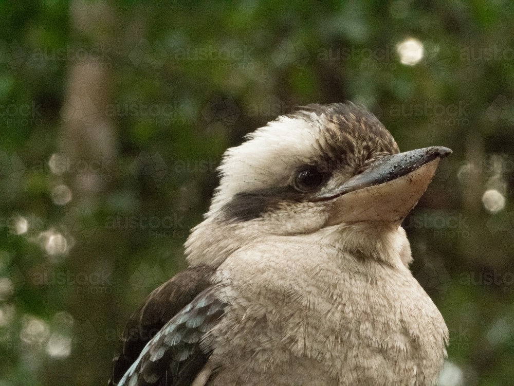 Close-up of kookaburra against blurred green bokeh background - Australian Stock Image