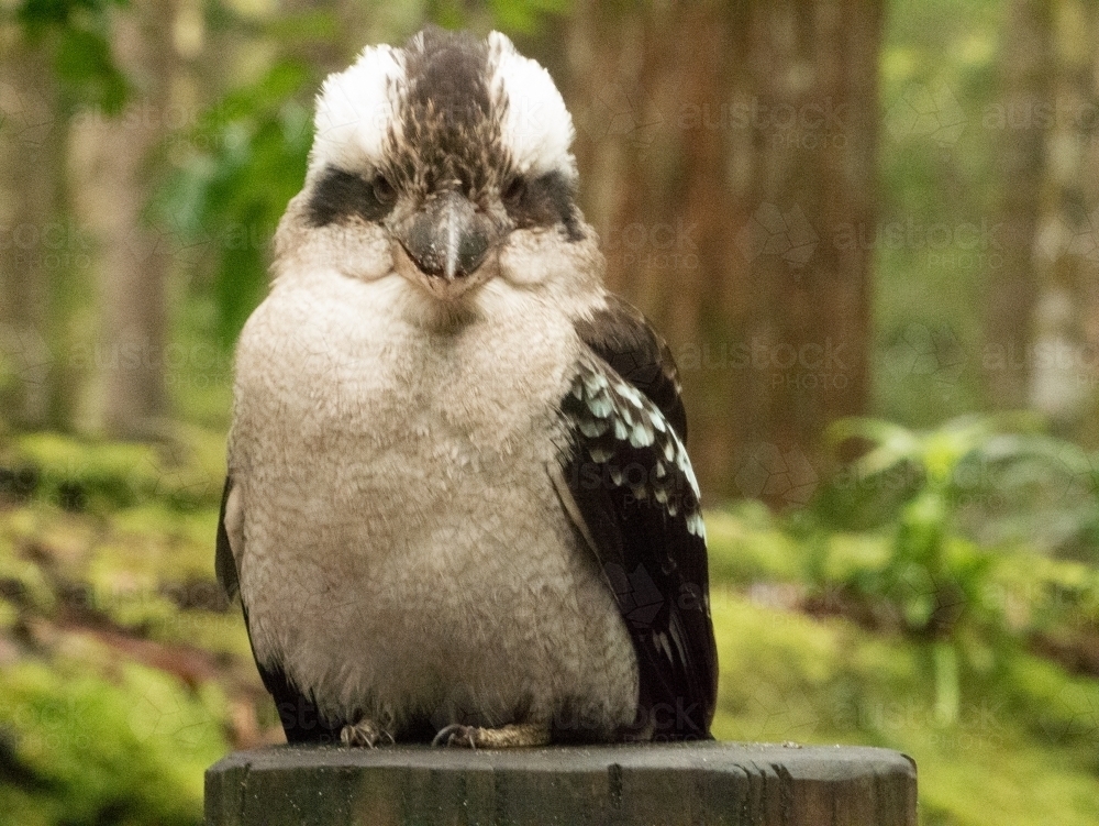 Close-up of kookaburra staring at camera - Australian Stock Image