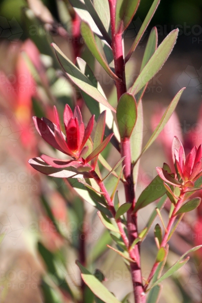 Close up of leucadendron plant - Australian Stock Image