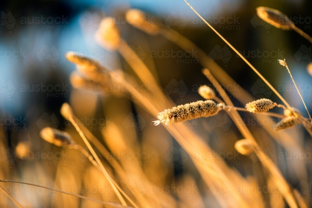 Close up of long grass in the morning sun in rural Australia - Australian Stock Image