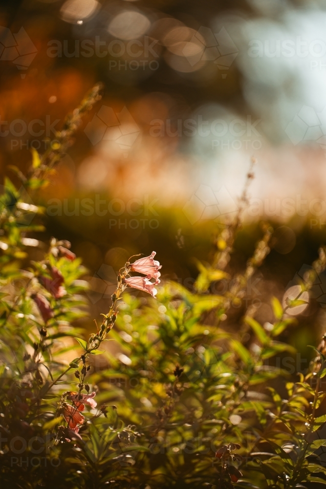 Close-up of low-to-ground foliage in the afternoon - Australian Stock Image