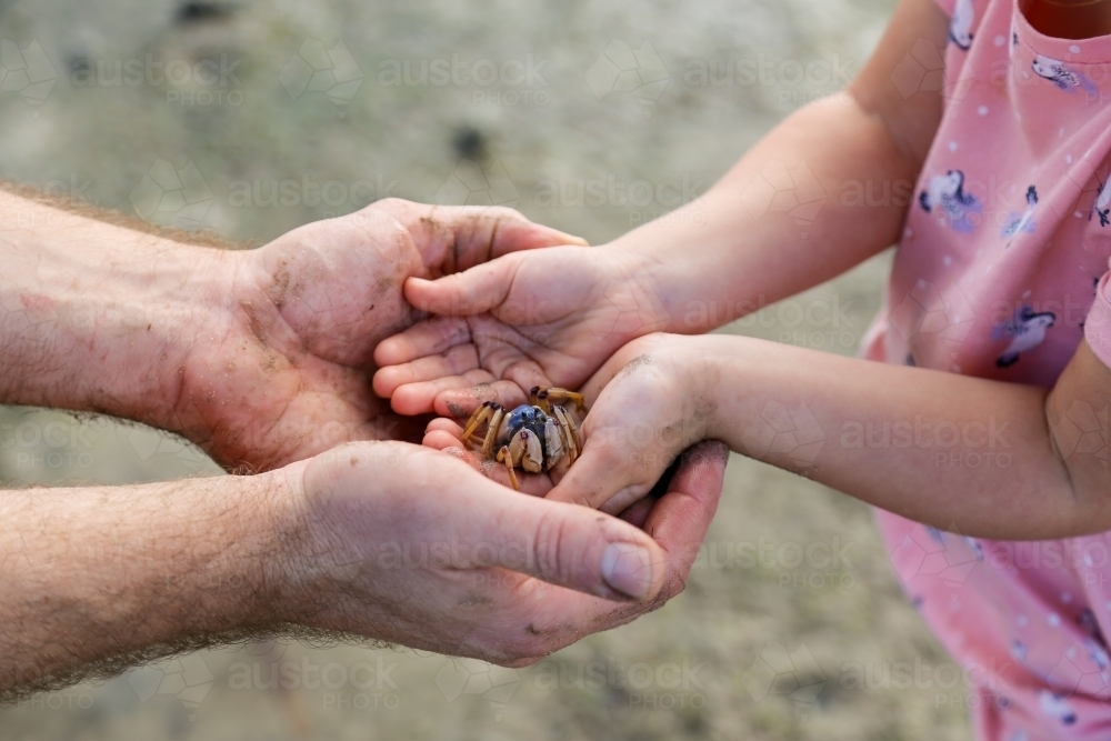 Close up of man and small child's hands holding a crab together - Australian Stock Image