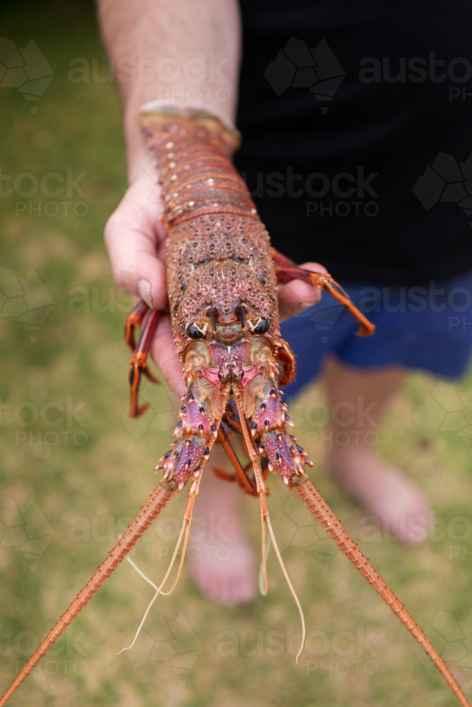 Close up of man holding a freshly caught crayfish - Australian Stock Image