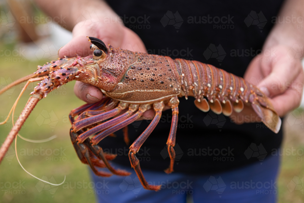 Close up of mans hands holding freshly caught rock lobster - Australian Stock Image