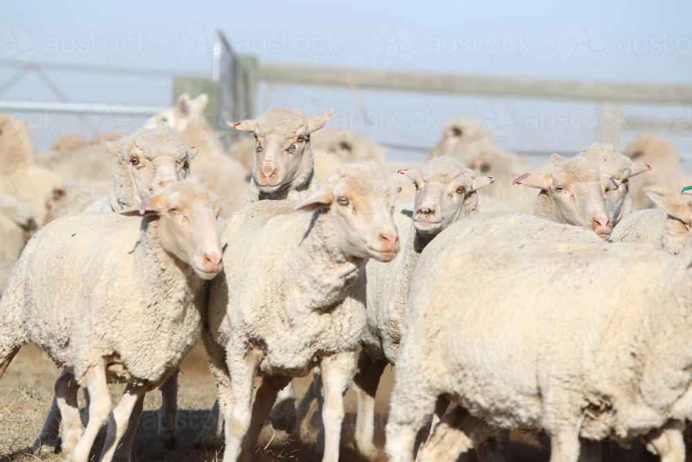 Close up of mob of sheep in livestock yards on farm in bright sunlight - Australian Stock Image