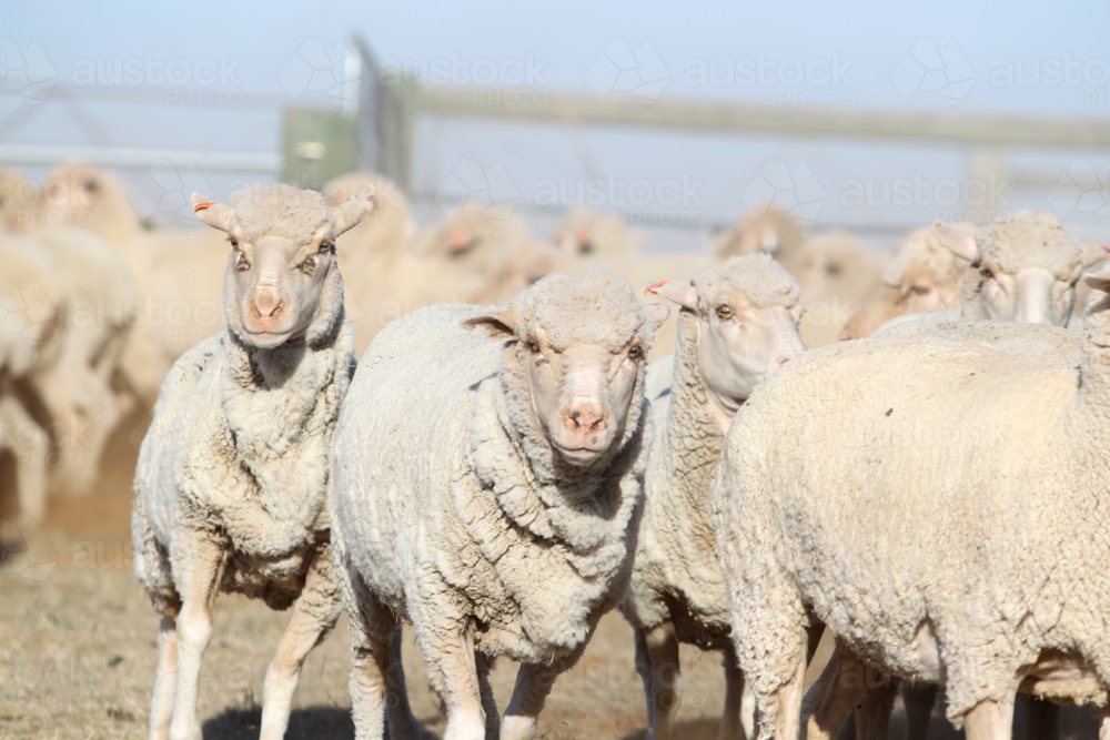 Close up of mob of sheep in livestock yards on farm in bright sunlight - Australian Stock Image