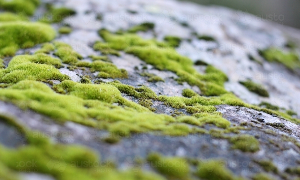 Close up of moss on rock - Australian Stock Image