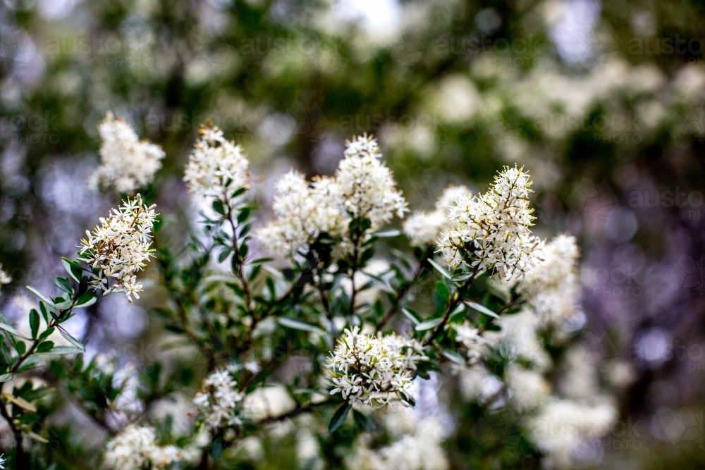 Close up of native shrubs in flower - Australian Stock Image