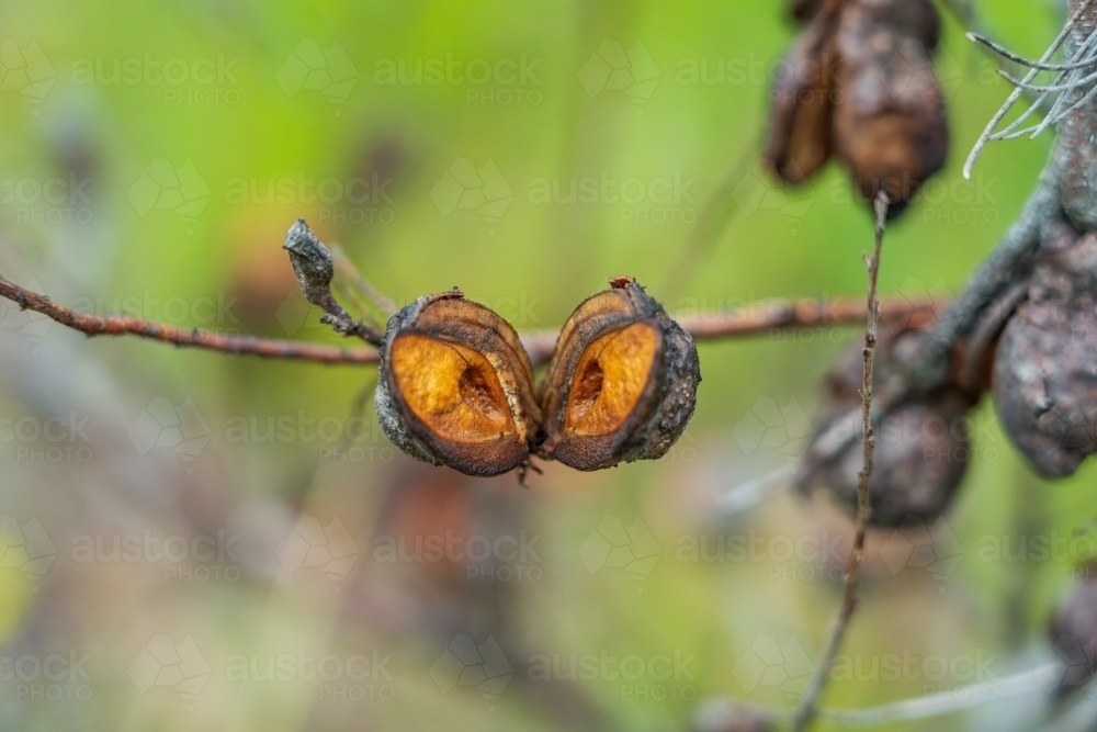 Close up of open seed pods on an Australian native plant - Australian Stock Image