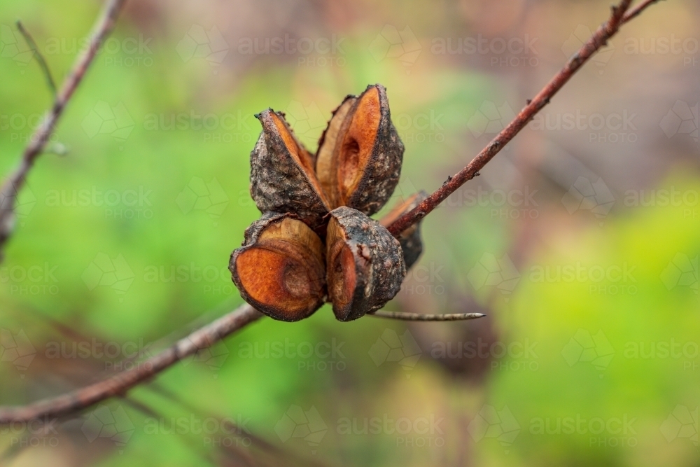 Image of Close up of open seed pods on an Australian native plant ...