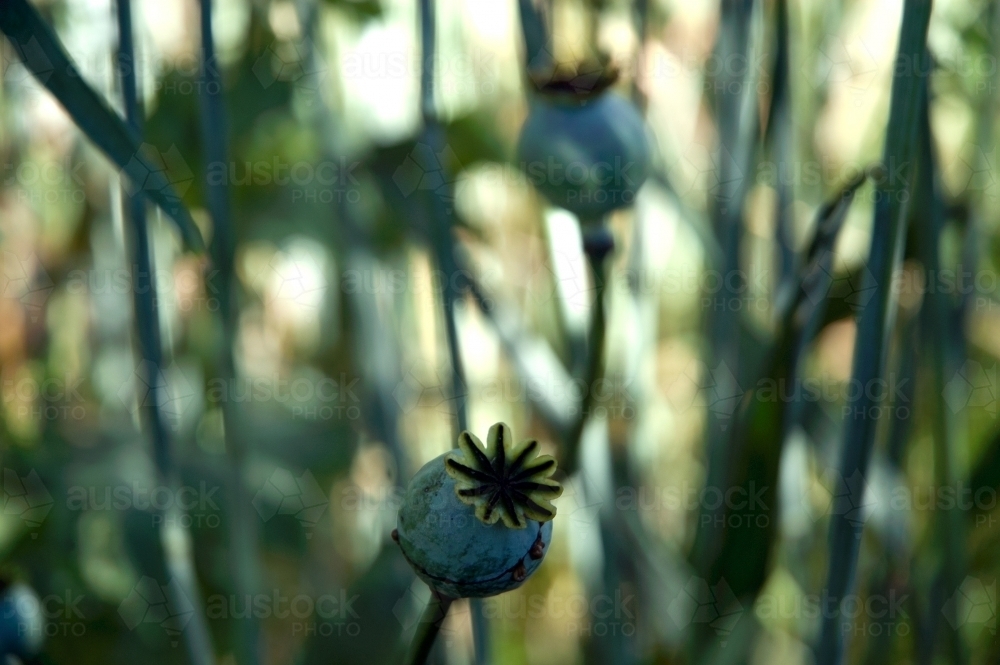 Close up of opium poppies - Australian Stock Image