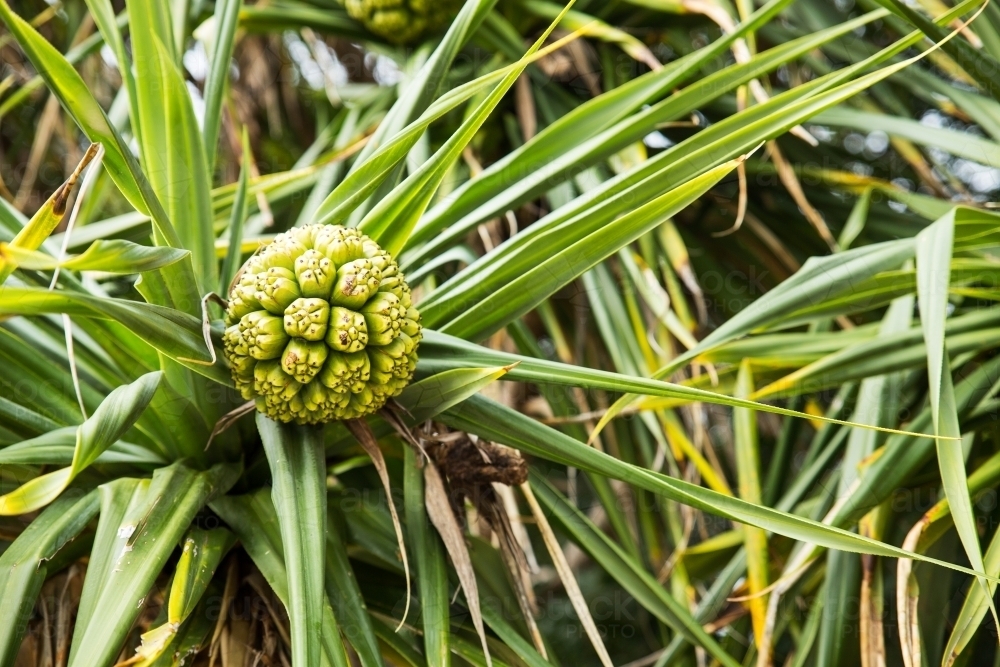 close up of pandanus with seedpod - Australian Stock Image