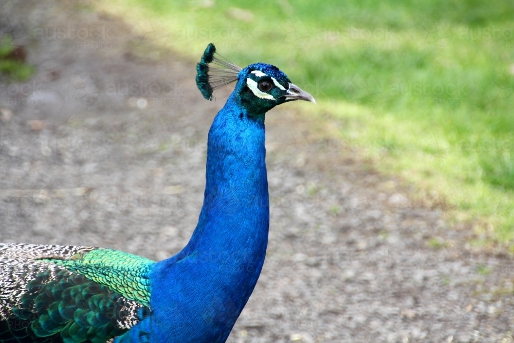 Close up of peacock along path - Australian Stock Image