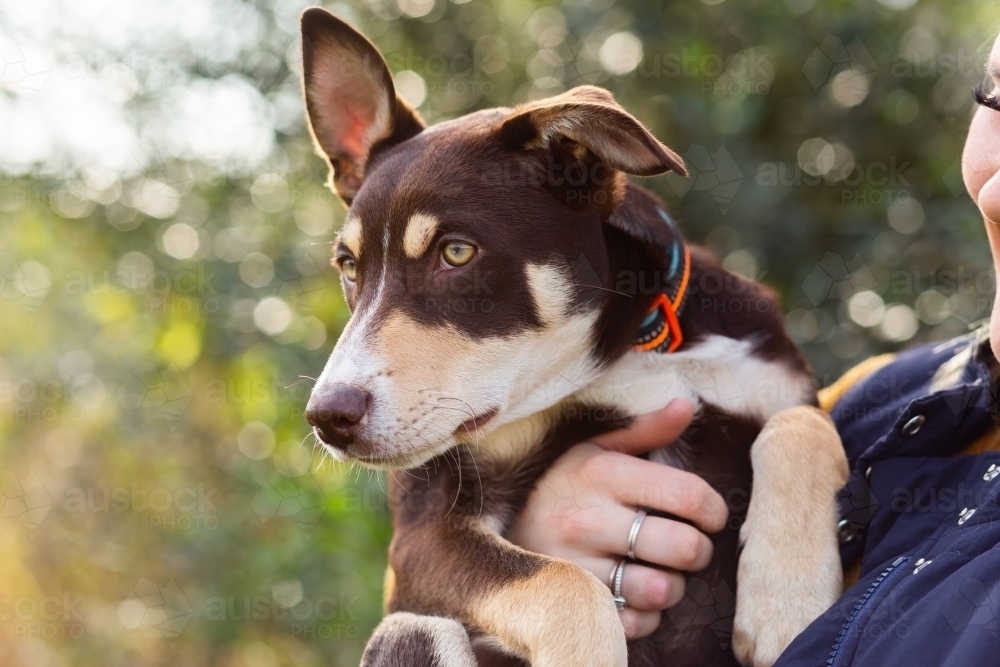 Close up of pet Australian Kelpie puppy dog held by owner - Australian Stock Image