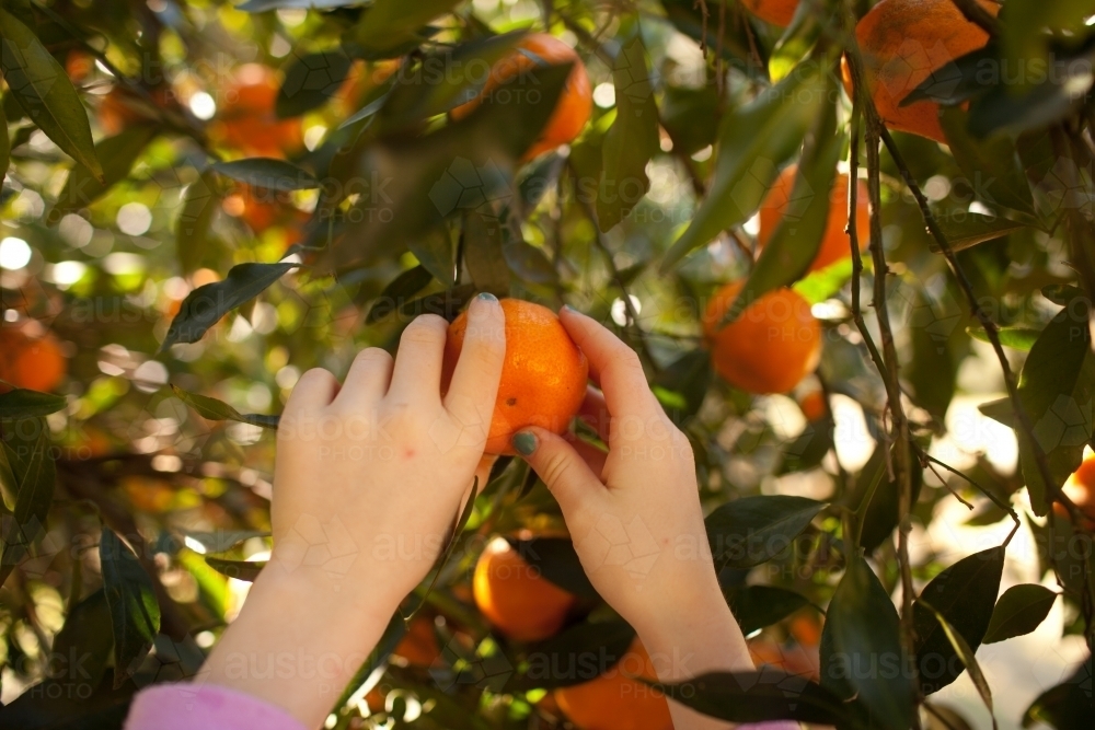 Close up of picking mandarins - Australian Stock Image