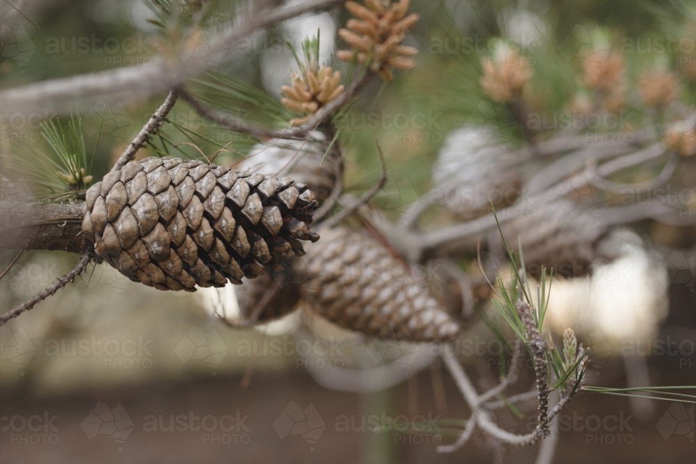 Close up of pinecones on pine tree - Australian Stock Image