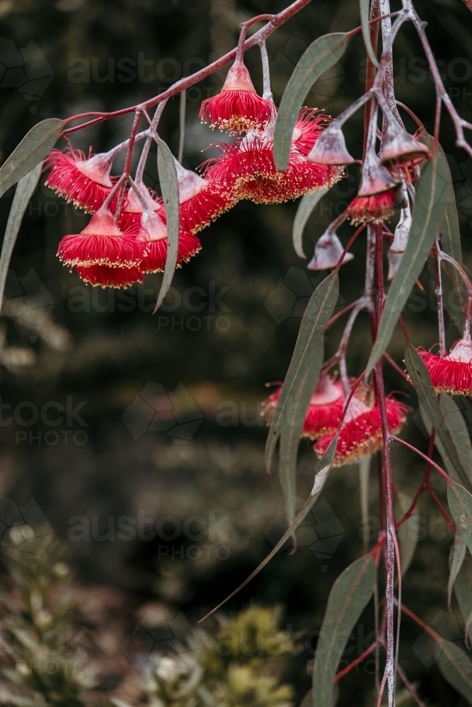 Close up of pink gum flowers. - Australian Stock Image