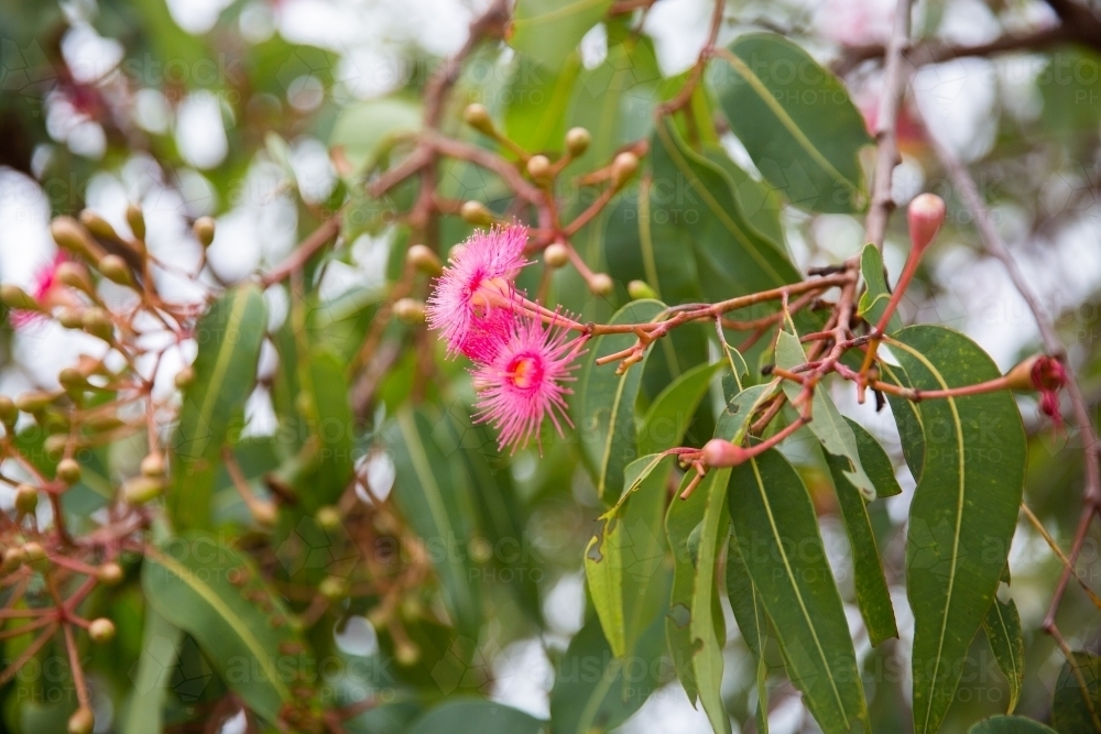 Image of close up of pink gum tree flowers and gum leaves - Austockphoto