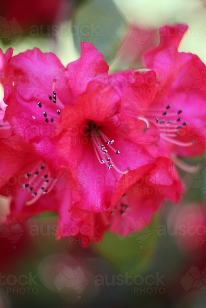 Close up of pink rhododendron in flower - Australian Stock Image