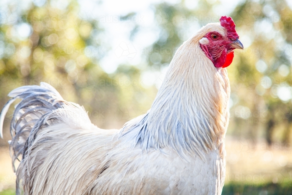 Close up of proud white silver rooster - Australian Stock Image