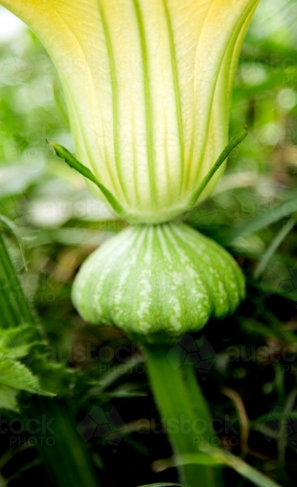 Close up of Pumpkin flower - Australian Stock Image