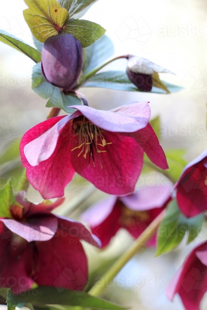 Close up of purple hellebore flower - Australian Stock Image