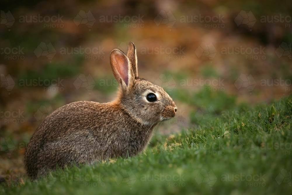 Close-up of rabbit on grass with low light - Australian Stock Image